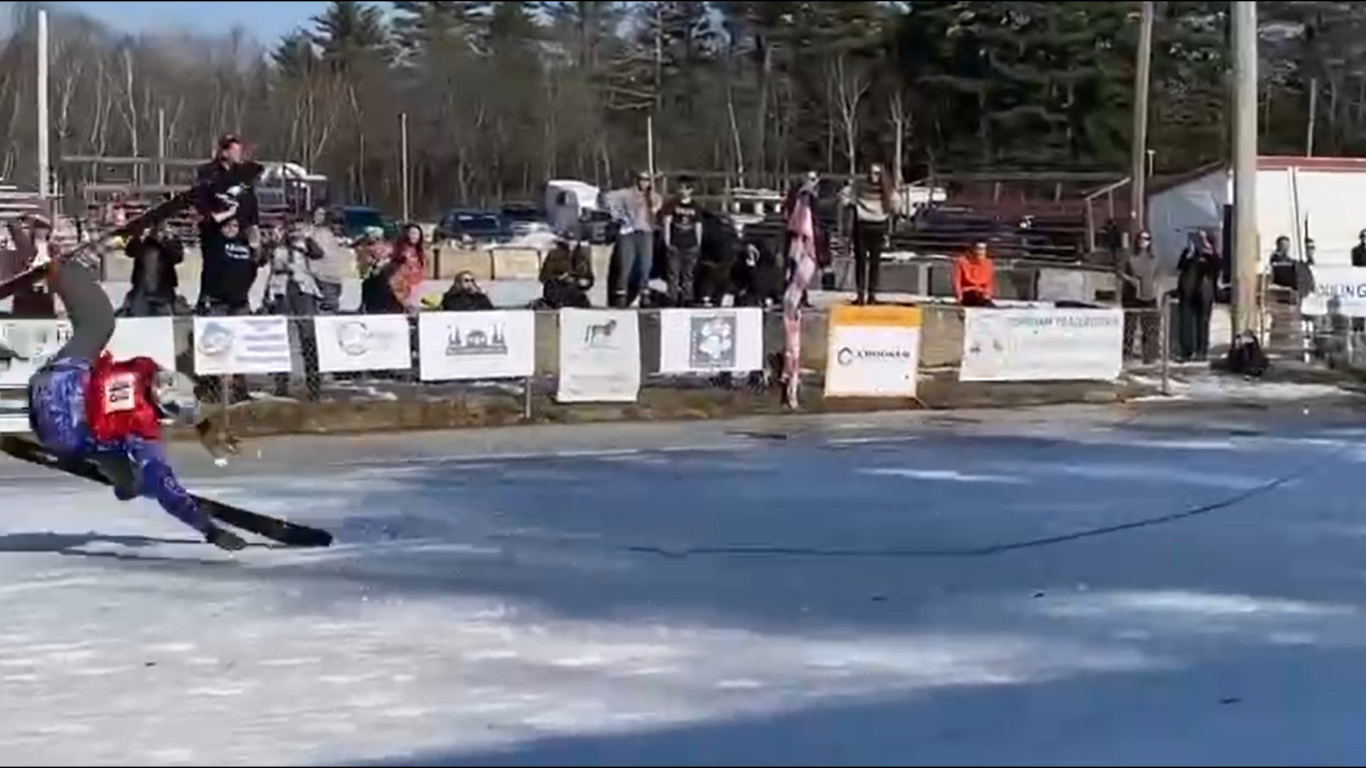 Griffin Stockford, being towed by Hannah Novaria on Bennie, wipes out during a run in the pro division at Skijor Topsham 2024.