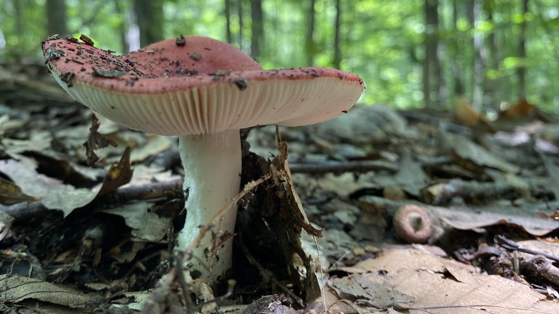 Mushrooms sprouting around Maine pose risk to dogs - Vimarsana News
