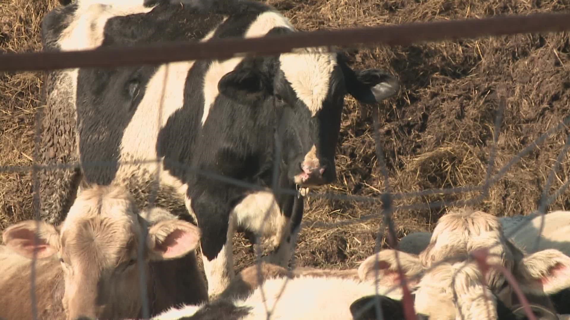 It's a crisis happening in real time that is threatening the livelihoods of dozens of Maine farms.
