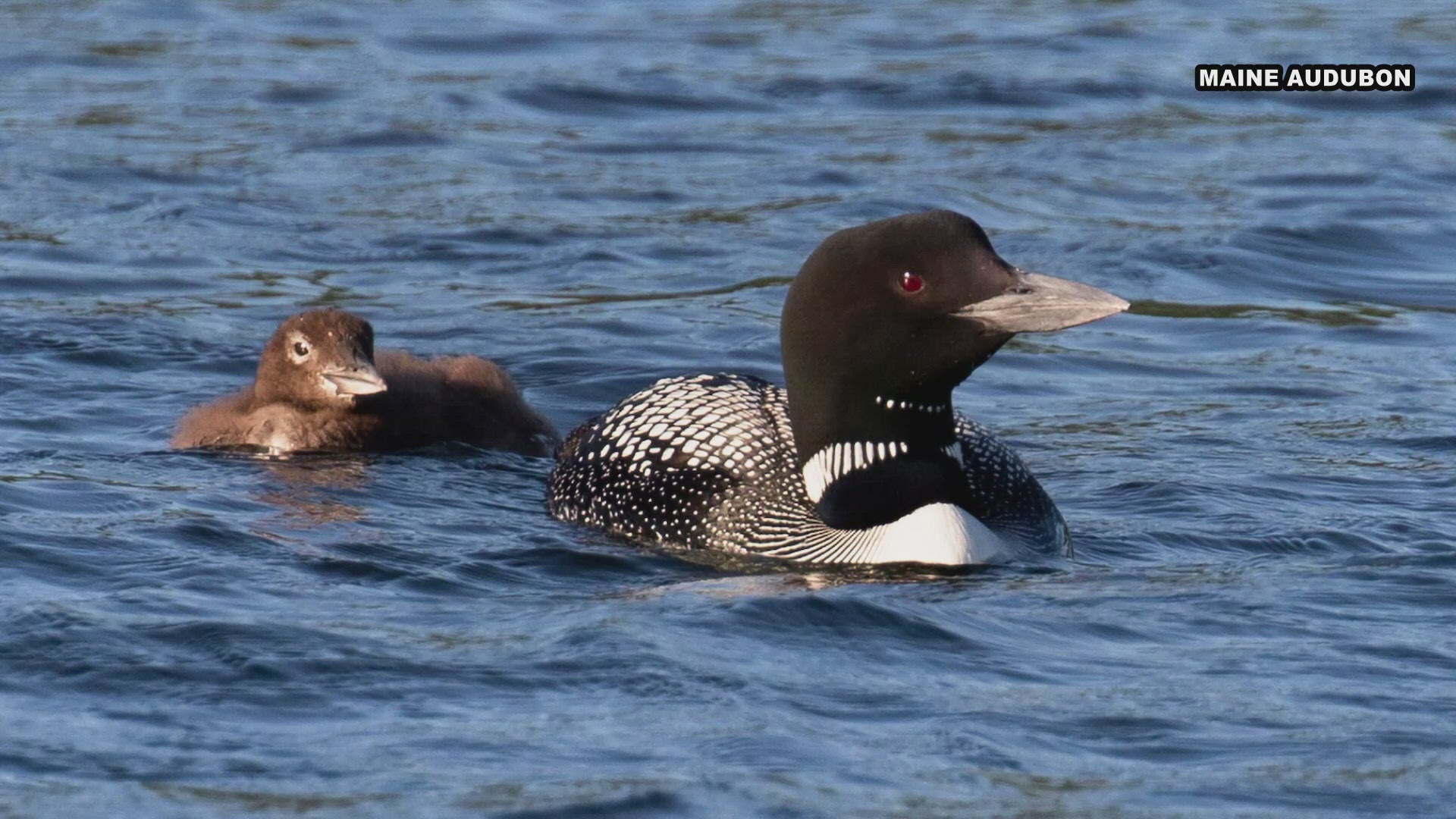 Nearly 1,500 volunteers count the state's loon population each year. Counting this year begins July 20.