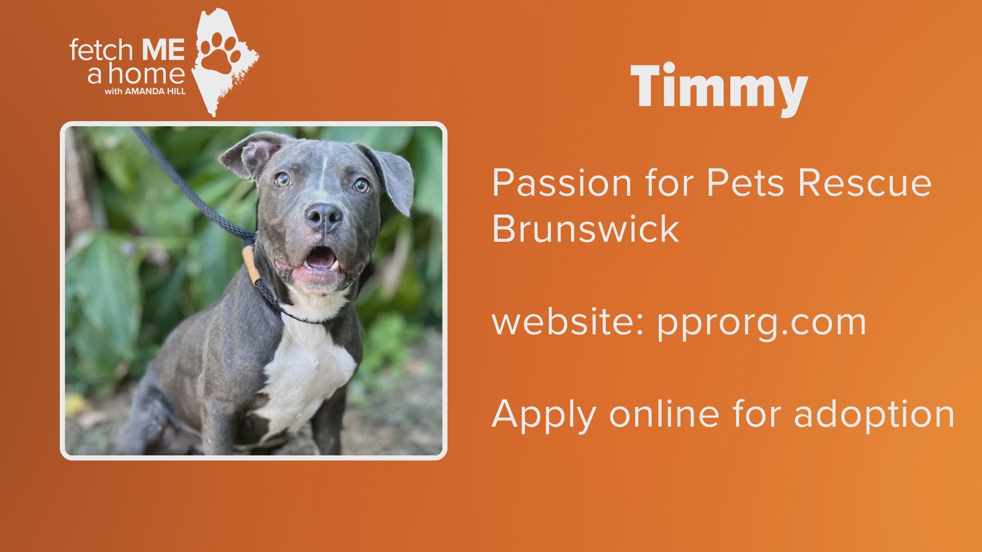 Timmy is about 6-months-old and came to Passion for Pets Rescue through an overcrowded shelter in Mississippi.