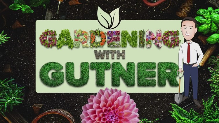 Gardening with Gutner | Growing grass