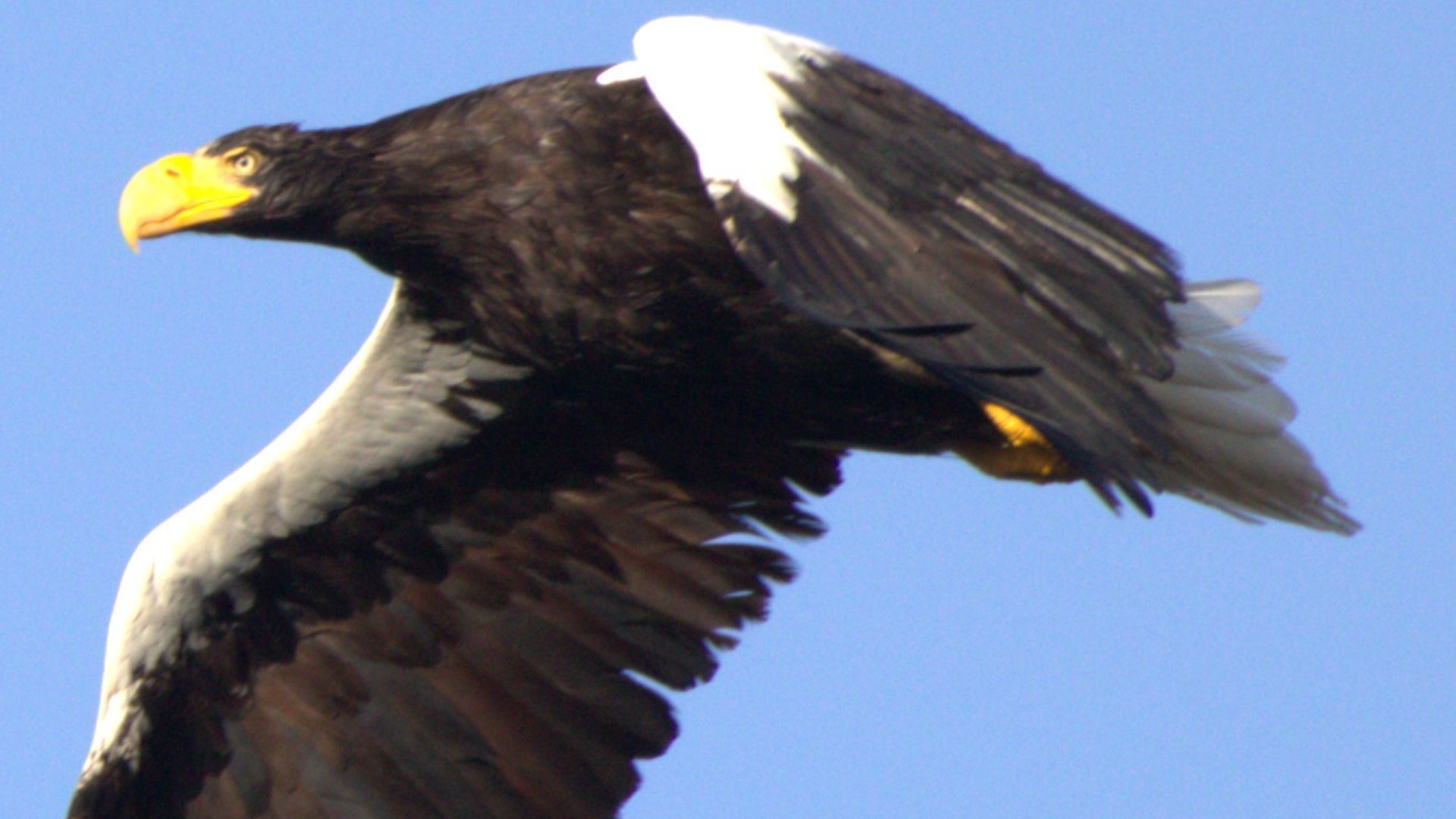 Rare Steller's sea eagle makes history living in ME for 3 months