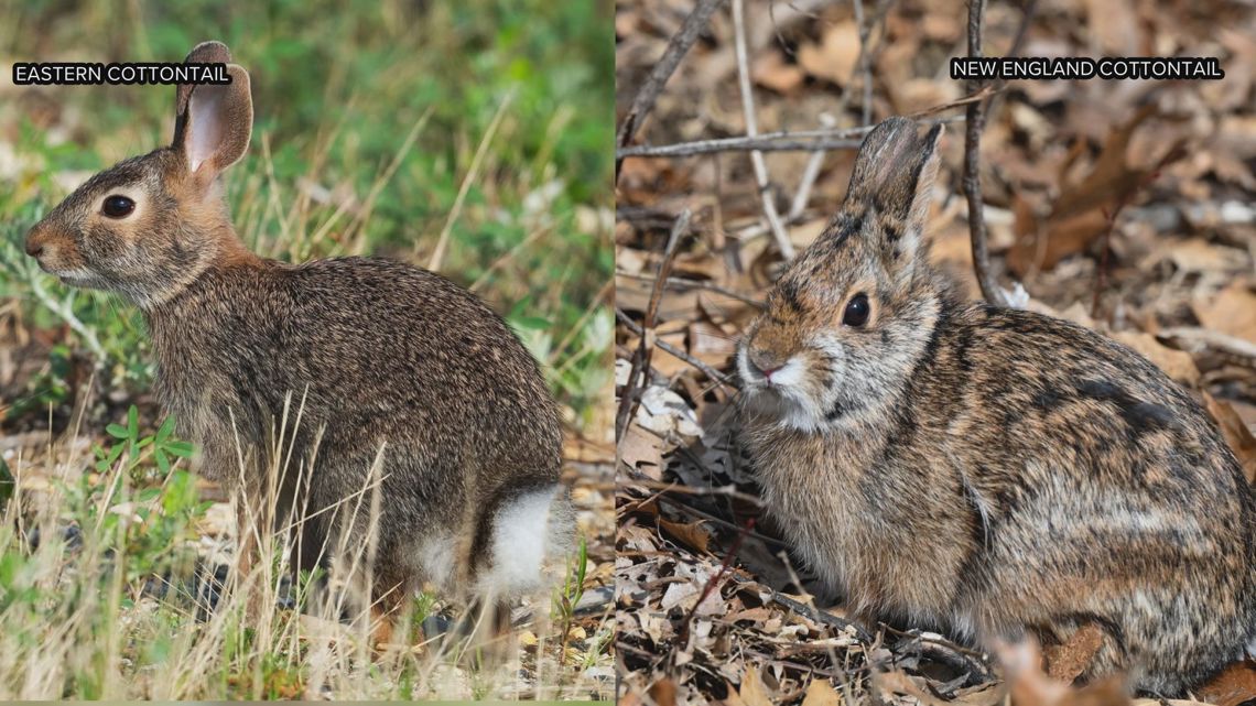A tale of two tails: Invasive rabbit species spreads in Maine while a ...