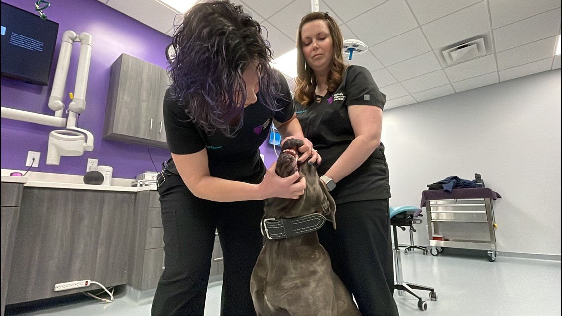 New vet dentistry practice in Maine focuses on pet oral health