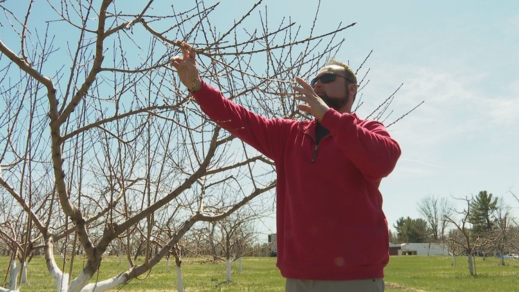 Farmers and scientists look to make peaches next cash crop in Maine
