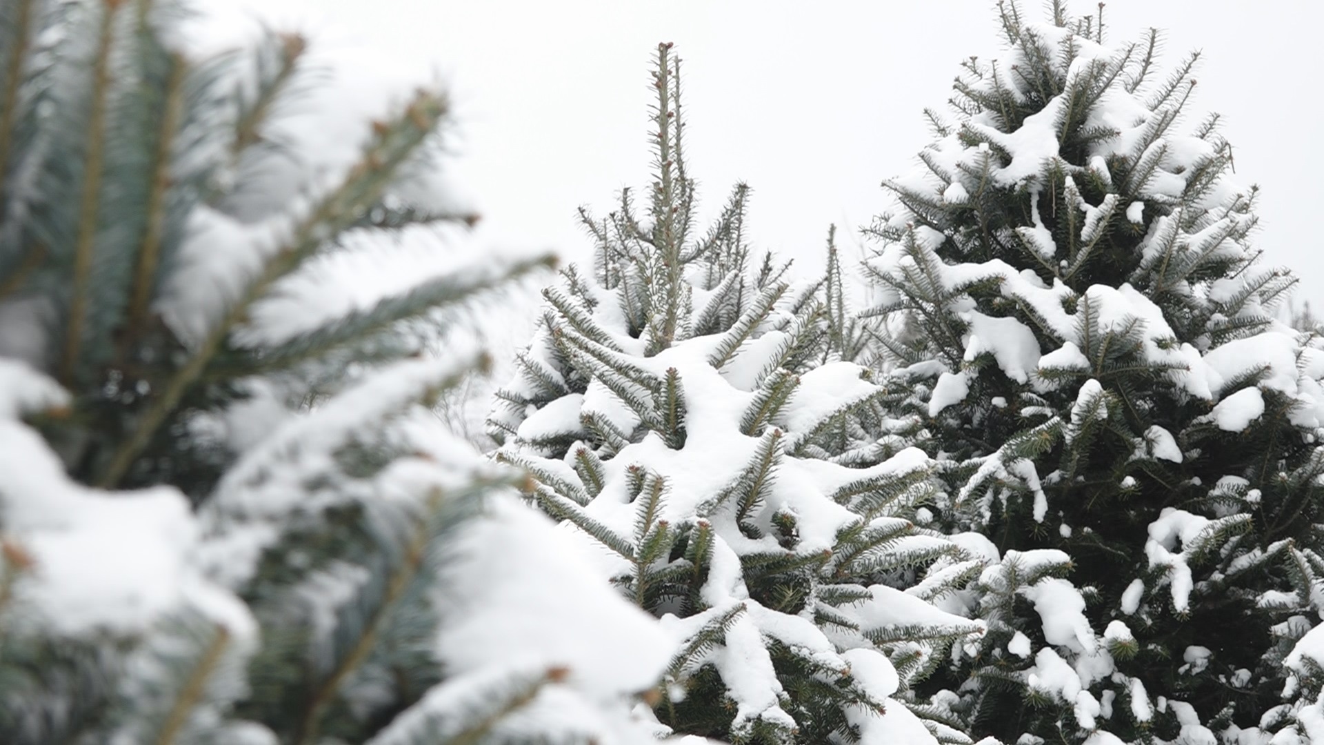 Tariffs could be coming for your Christmas tree