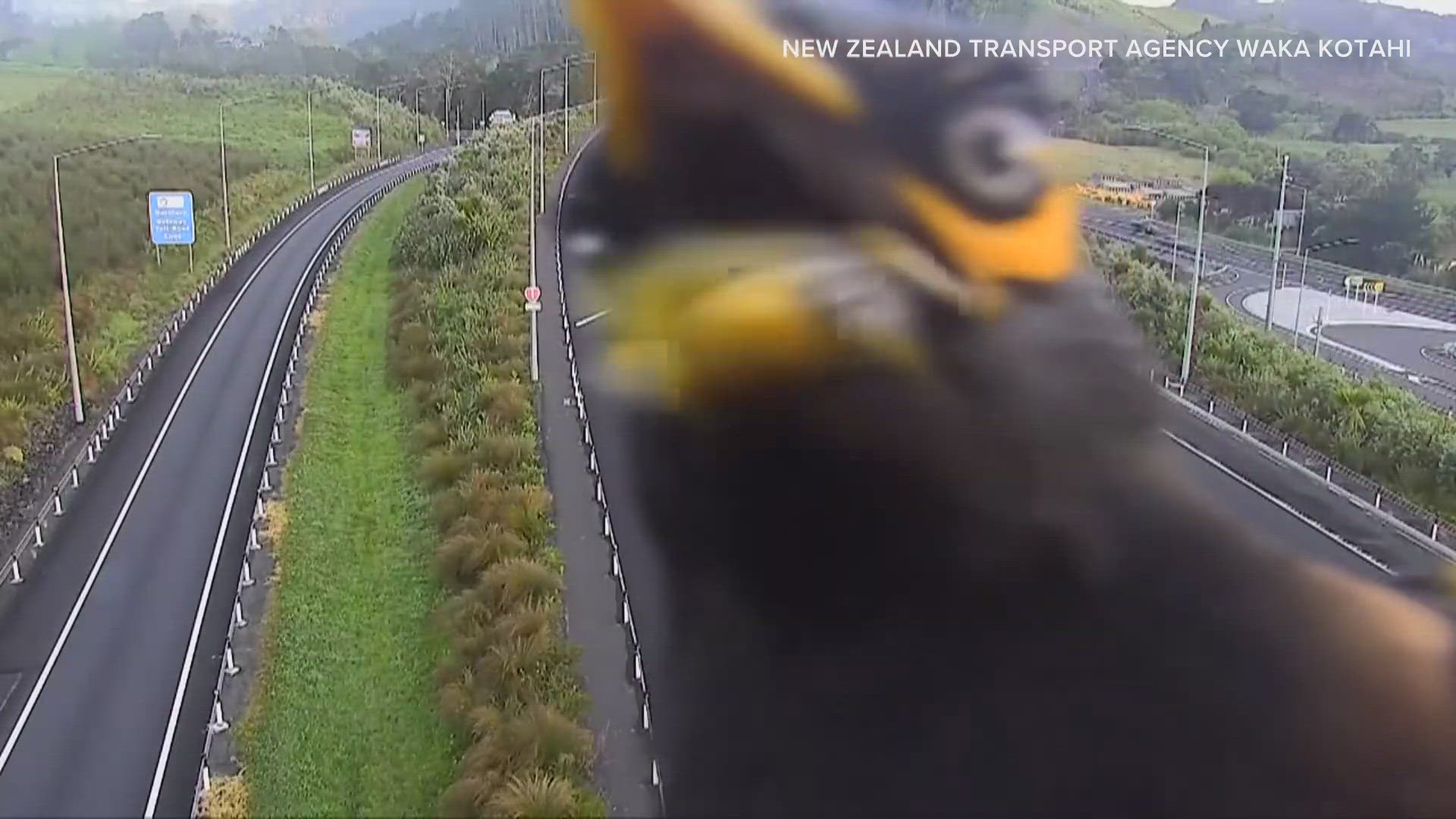 The New Zealand Transport Authority posted the video saying the bird is often a pest in that country.