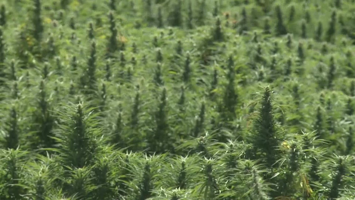 Hemp Bill could help the state's industry
