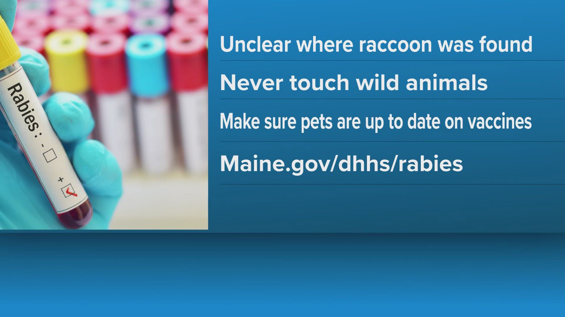 Kennebunk raccoon tests positive for rabies | newscentermaine.com