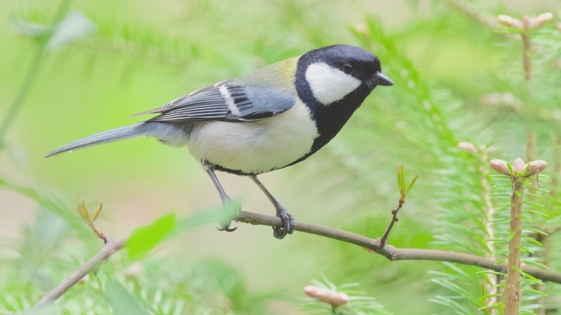 Researchers at the University of Tokyo studied the Japanese tit, a cousin of the black-capped chickadee, and found they appear to have an "after you" type gesture.