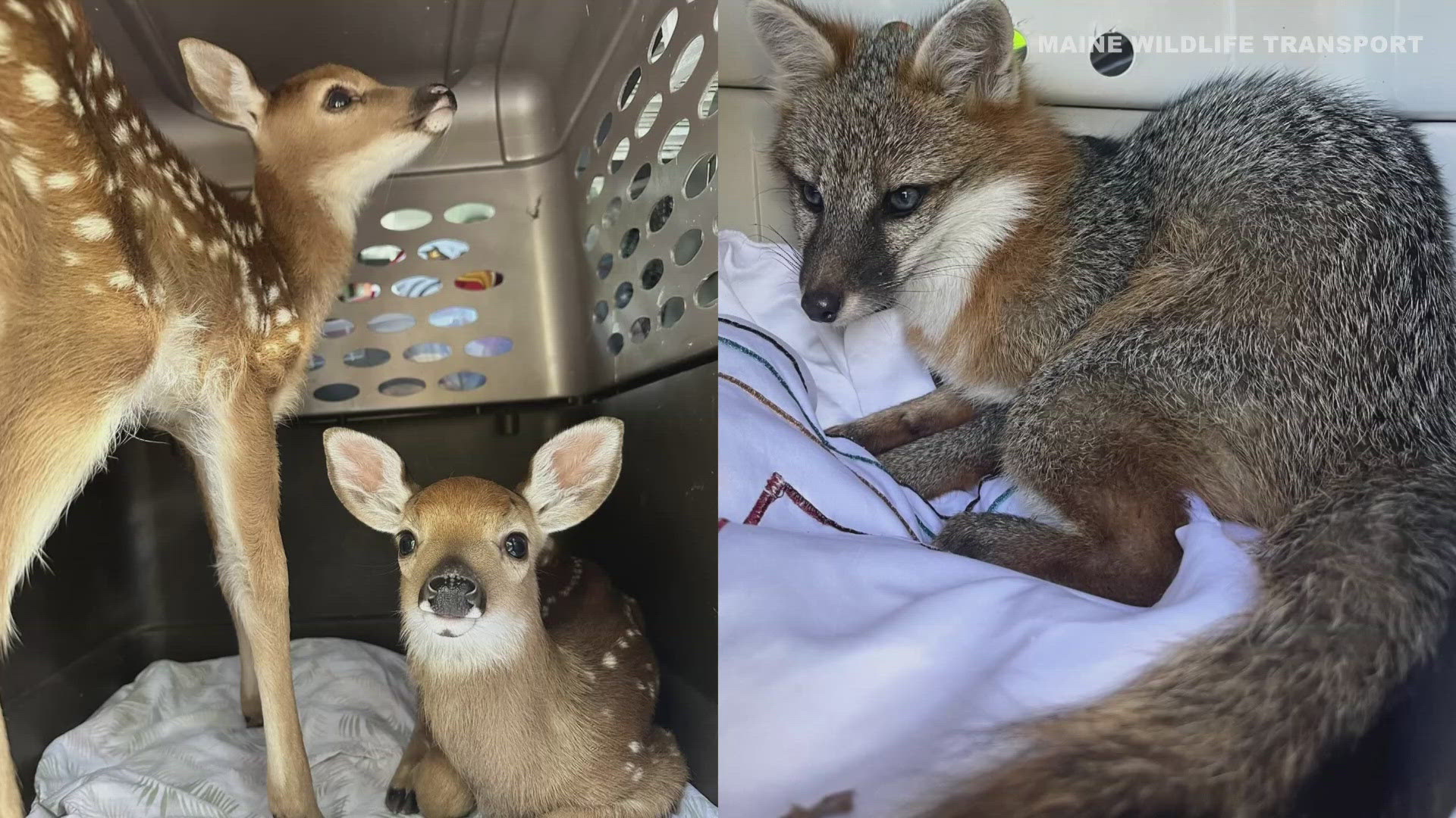 "Every day I go out, I have no idea what I’m going to be dealing with," he said. "I could be dealing with a chipmunk one minute and a bald eagle the next.”