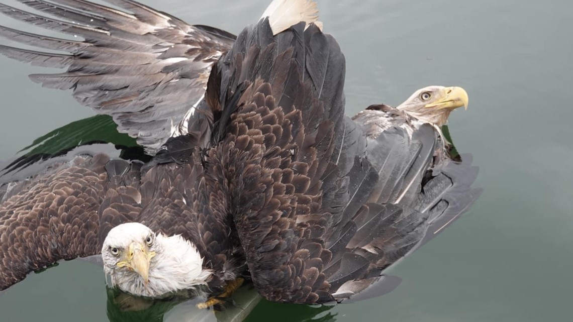 Bald eagles 'death spiral' into river near Harpswell, Maine |  newscentermaine.com