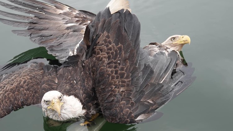 Entangled bald eagles rescued after 'death spiral' into river