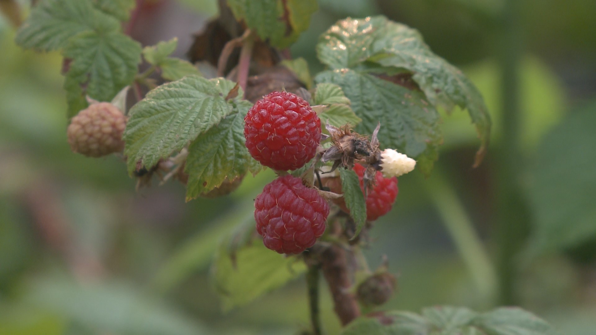 To have a bountiful raspberry crop in the summer you've got to do some strategic work in the spring. Gardening with Gutner learns what needs to be done.