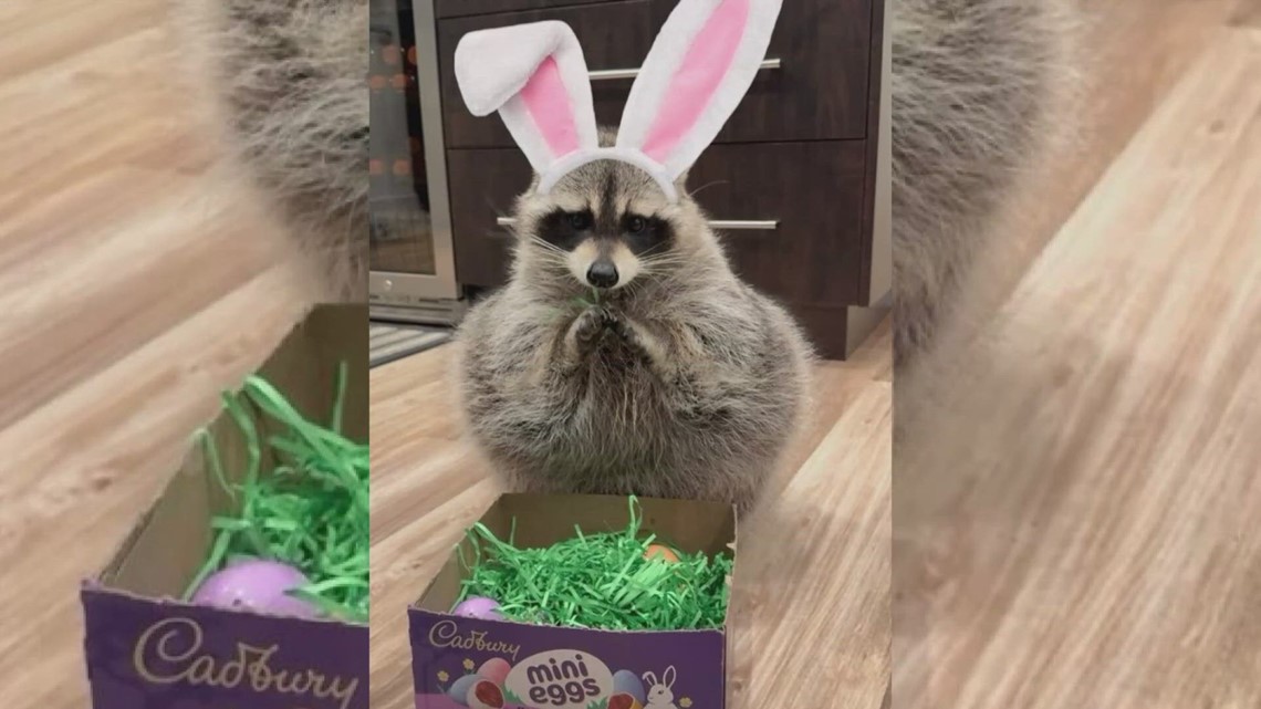 Louie the raccoon wins Cadbury bunny contest