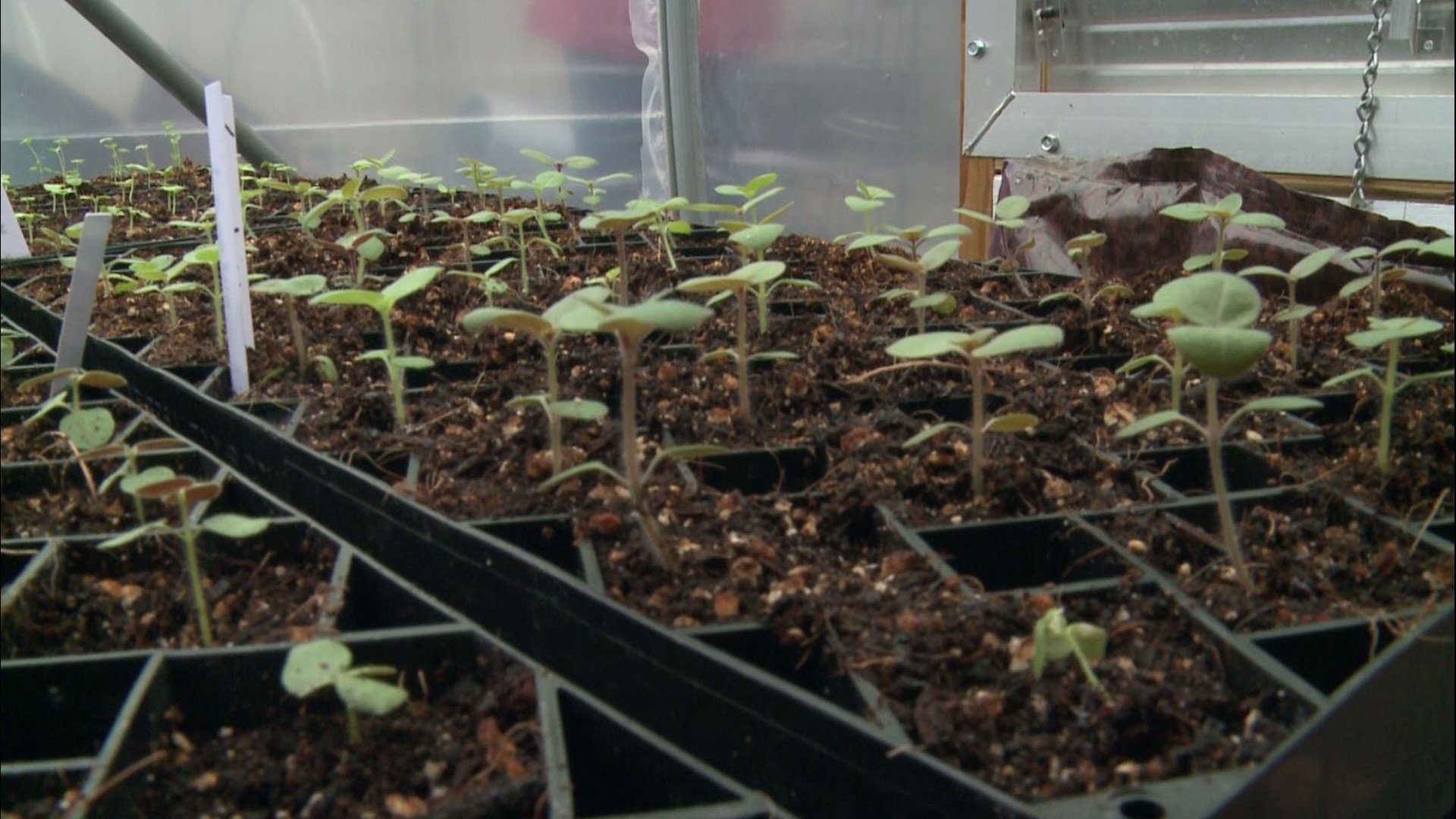 Gardening with Gutner heads to Master Gardener Tom Witwicki's greenhouse to learn more about starting seedlings.