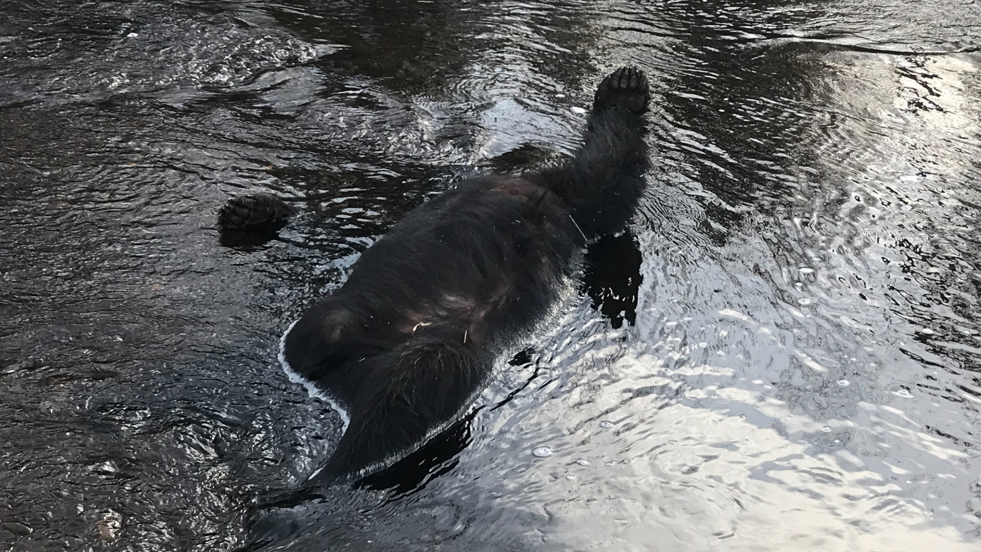 Black bear shot and killed, left for dead in LaGrange