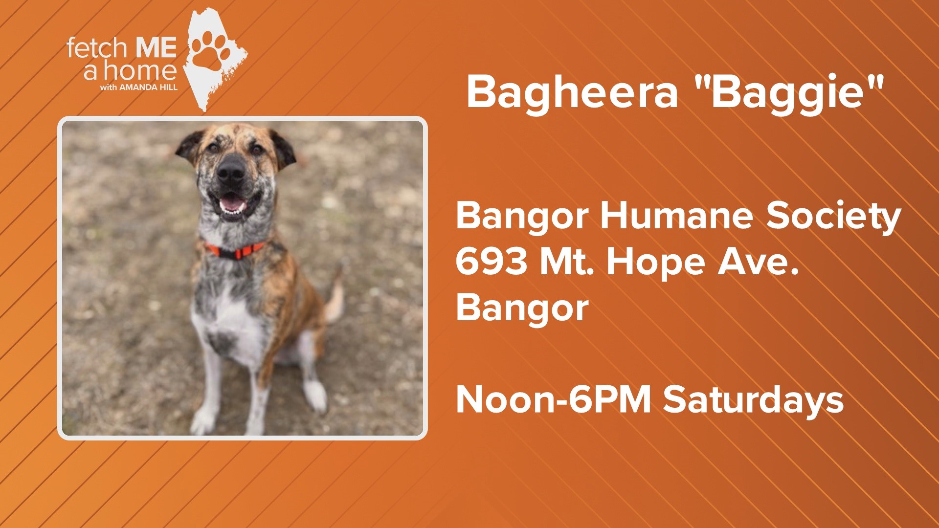 Bagheera is a 3-year-old Great Pyrenees mix who has been at Bangor Humane Society for two years.