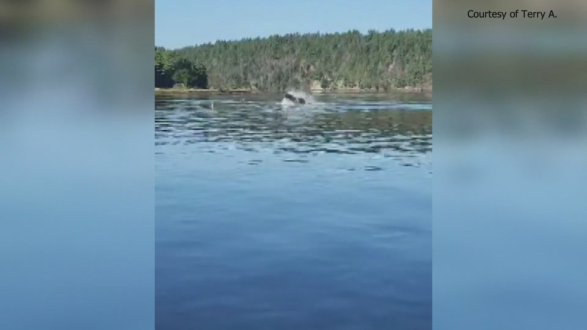 Multiple people captured the whale on camera Thursday morning.