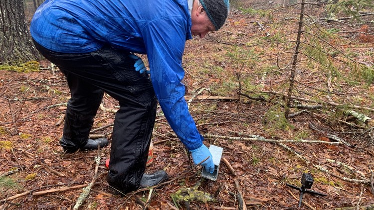Maine forest study helps track deer tick populations