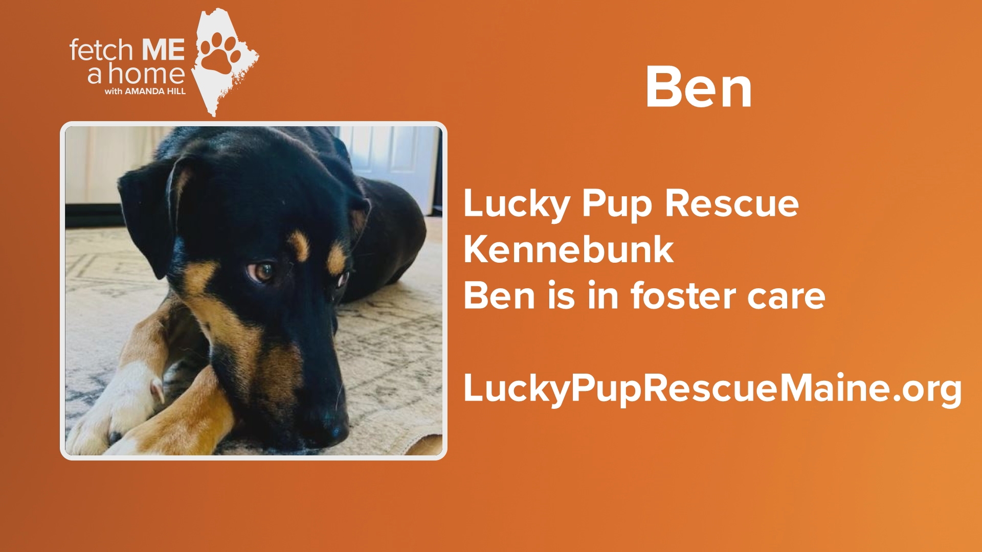 Ben is a 1-year-old Shepherd/Great Pyrenees mix looking for his forever home through Lucky Pup Rescue in southern Maine.