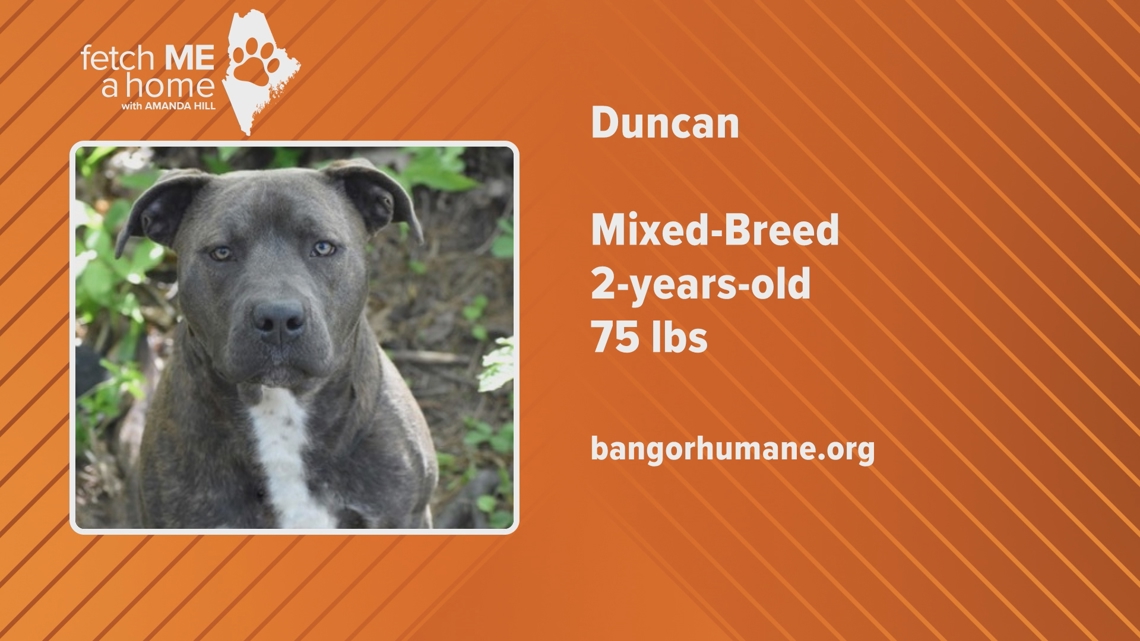 Meet Duncan: The Energetic Pup Seeking an Outdoorsy Companion