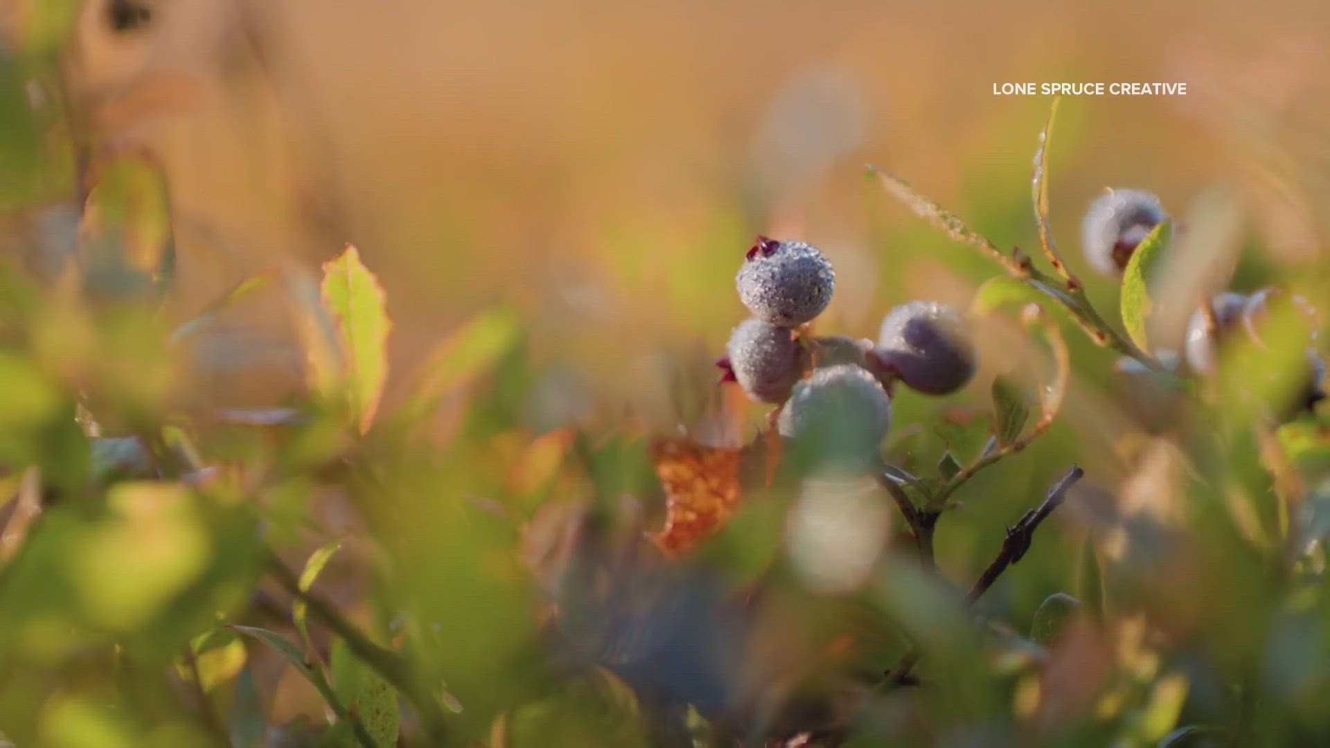 “Growing Wild” tells the story of the wild blueberry through the eyes of the people who steward it.