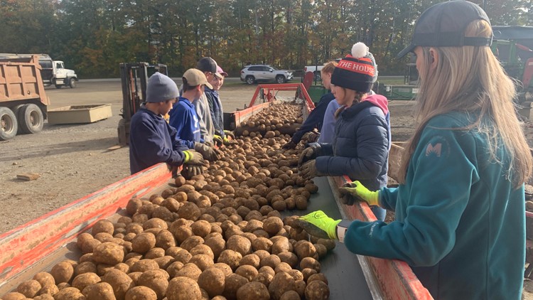 Harvest break has allowed students to help Aroostook County farms. But what does its future look like?