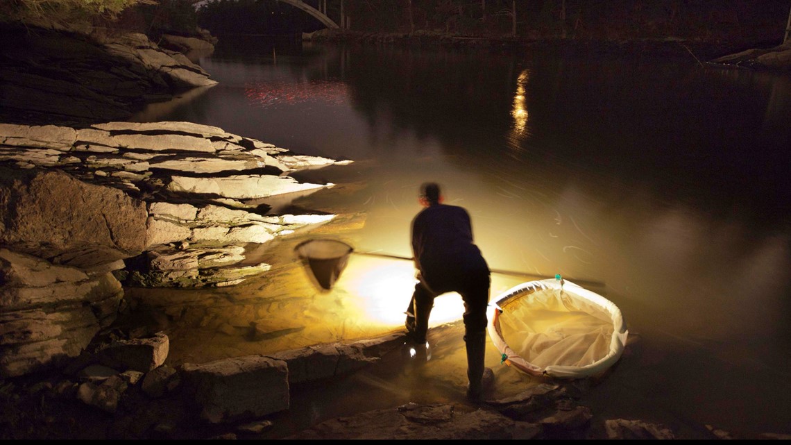 Elver price up to 2012 levels, state says | newscentermaine.com - Vimarsana News