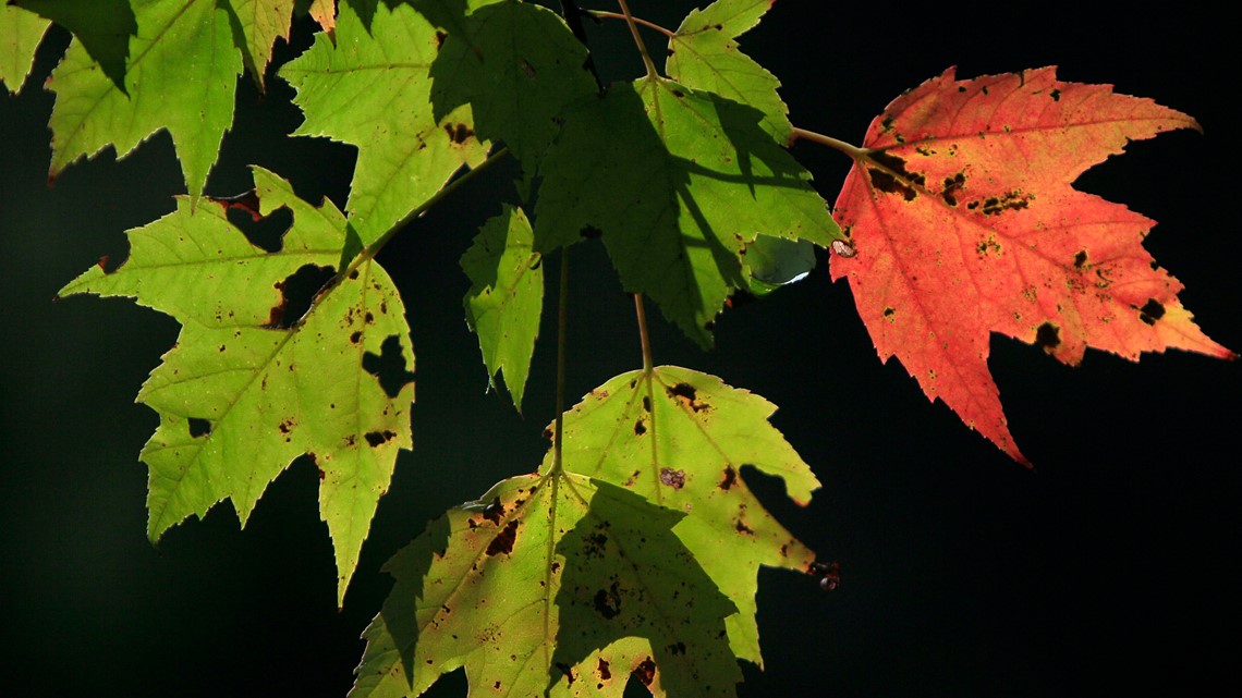 Why Climate Change Is Making It Harder To Chase Fall Foliage ...