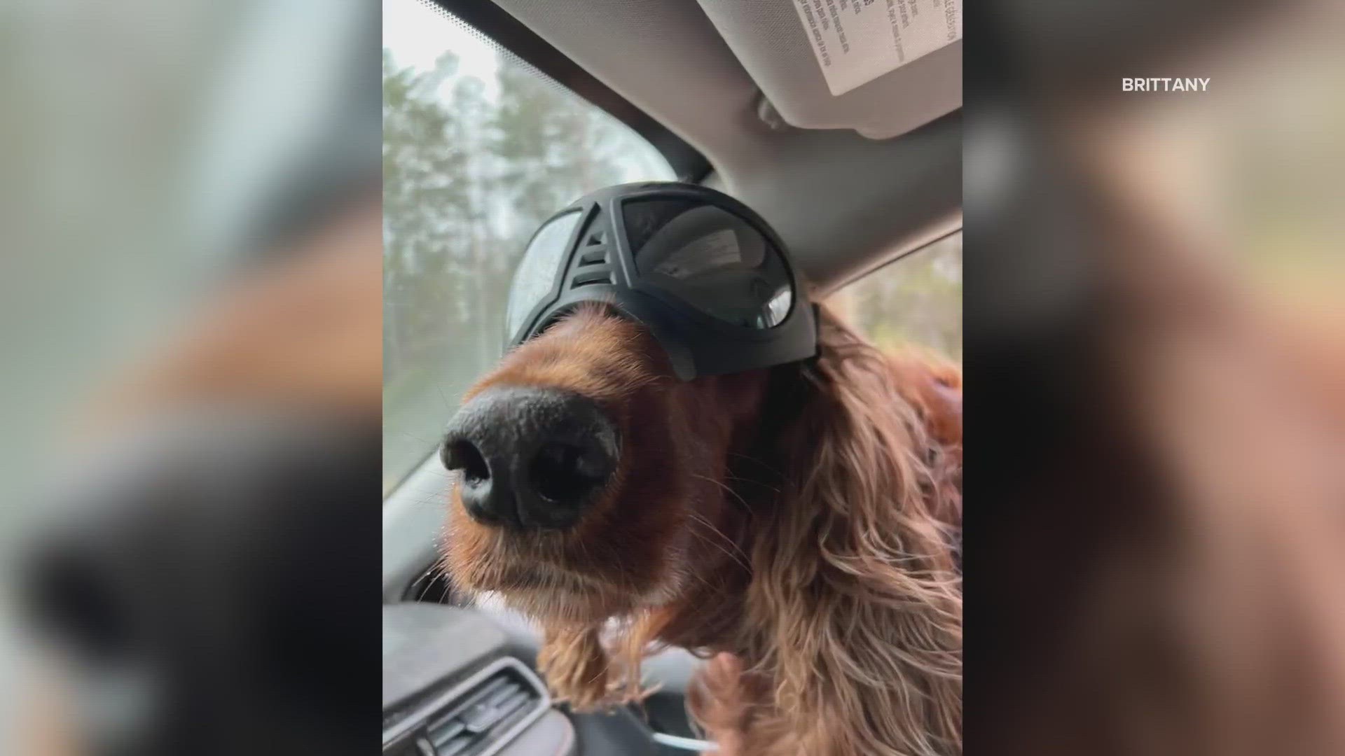 Larry the Irish Setter gets to enjoy putting his head out the window now that he has a new pair of doggles.