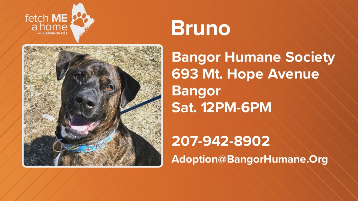 Fetch ME a Home: Bruno