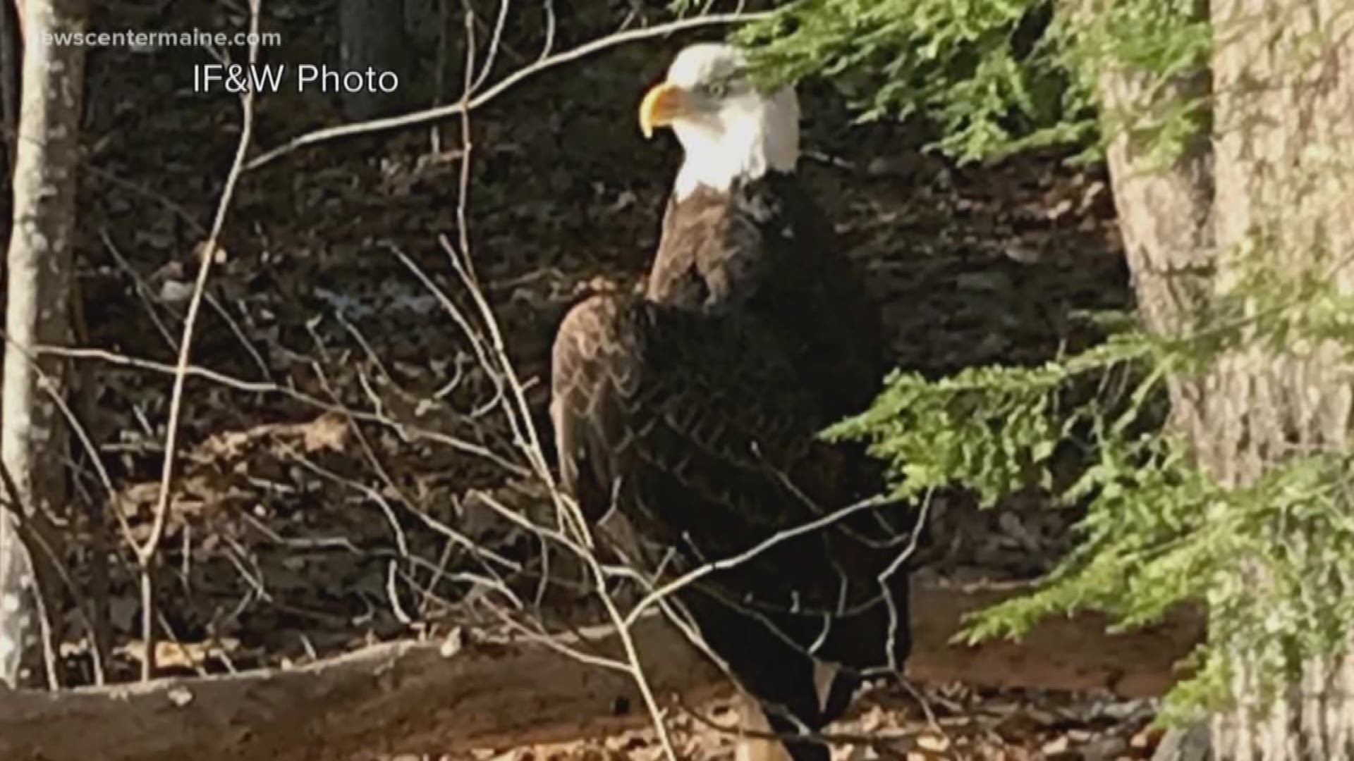 IF&W: Bald eagle found in Waterford that later died was shot
