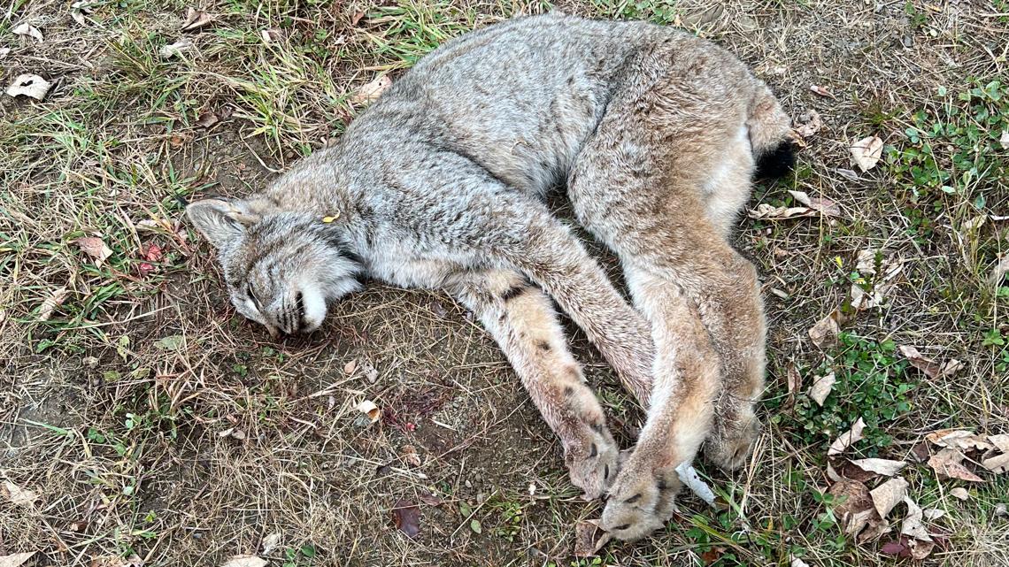 $3,000 reward offered after Canada lynx found shot in Aroostook County