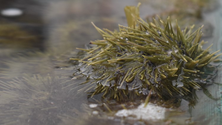 Green Gold Rush: What happened to Maine's once-robust sea urchin industry?