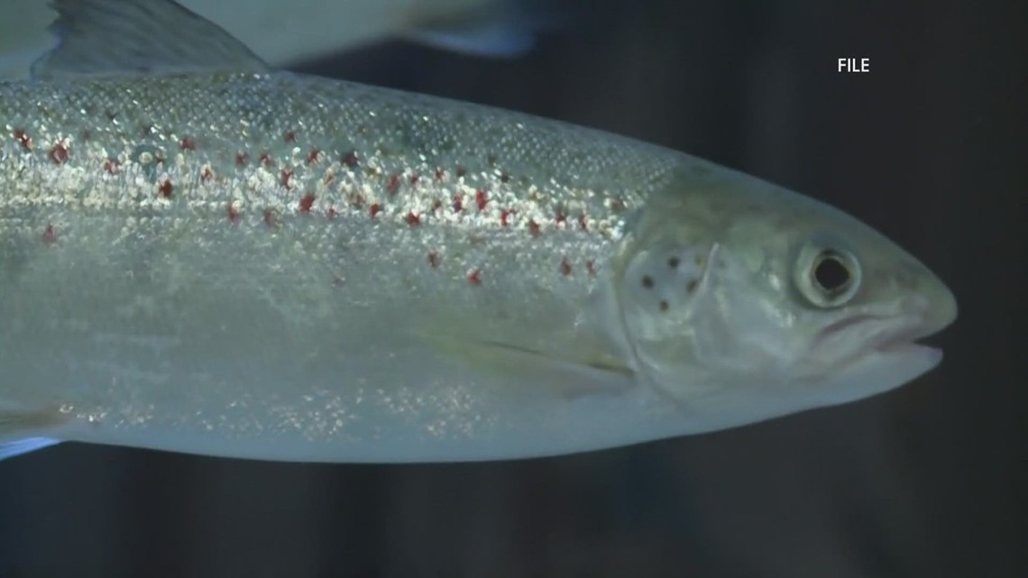 Conservation group to have more say on Belfast fish farm proposal - Vimarsana News