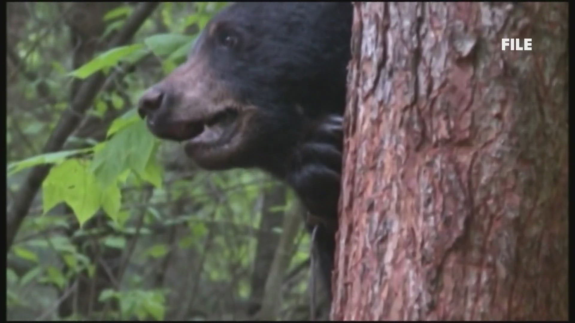 Maine's black bear population is rising, prompting experts to urge caution as bears wake from hibernation.