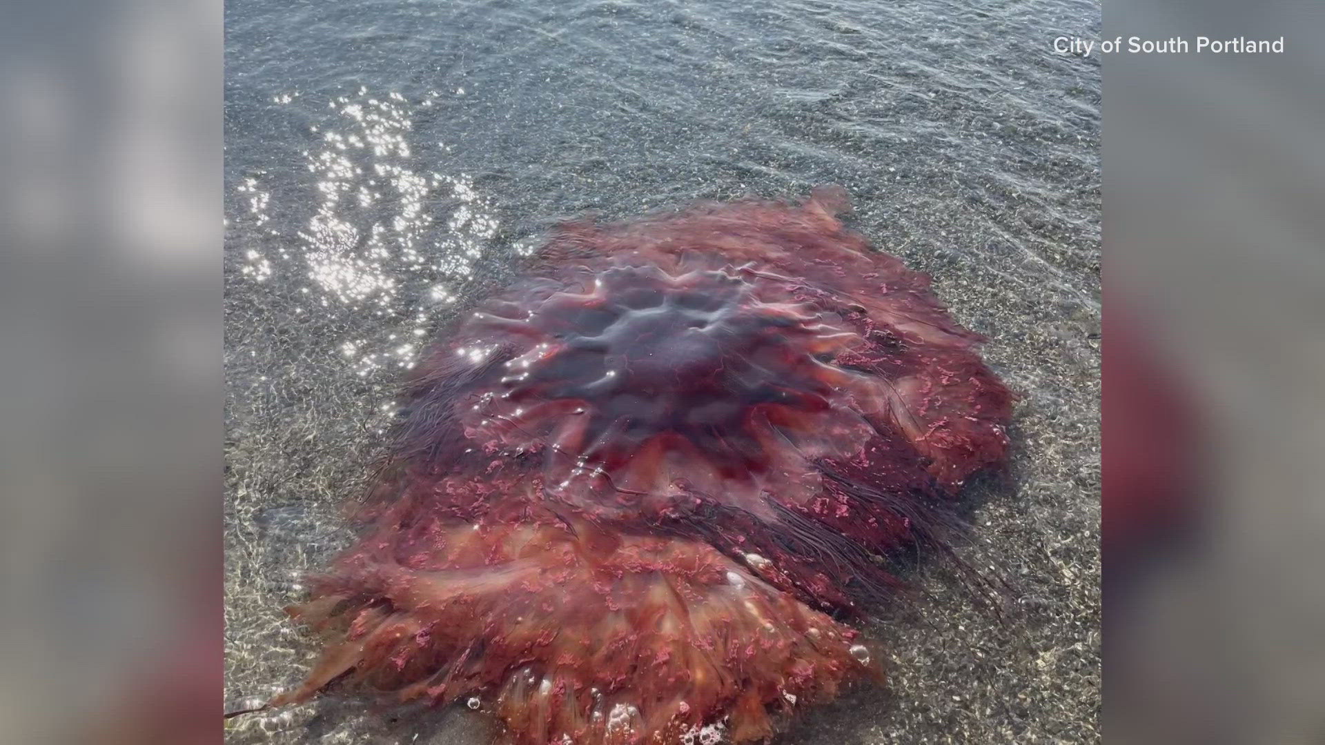 The lion's mane jellyfish was nearly 5 feet across and was seen floating near shore. They're among the largest known species. They're not deadly, but they do sting.