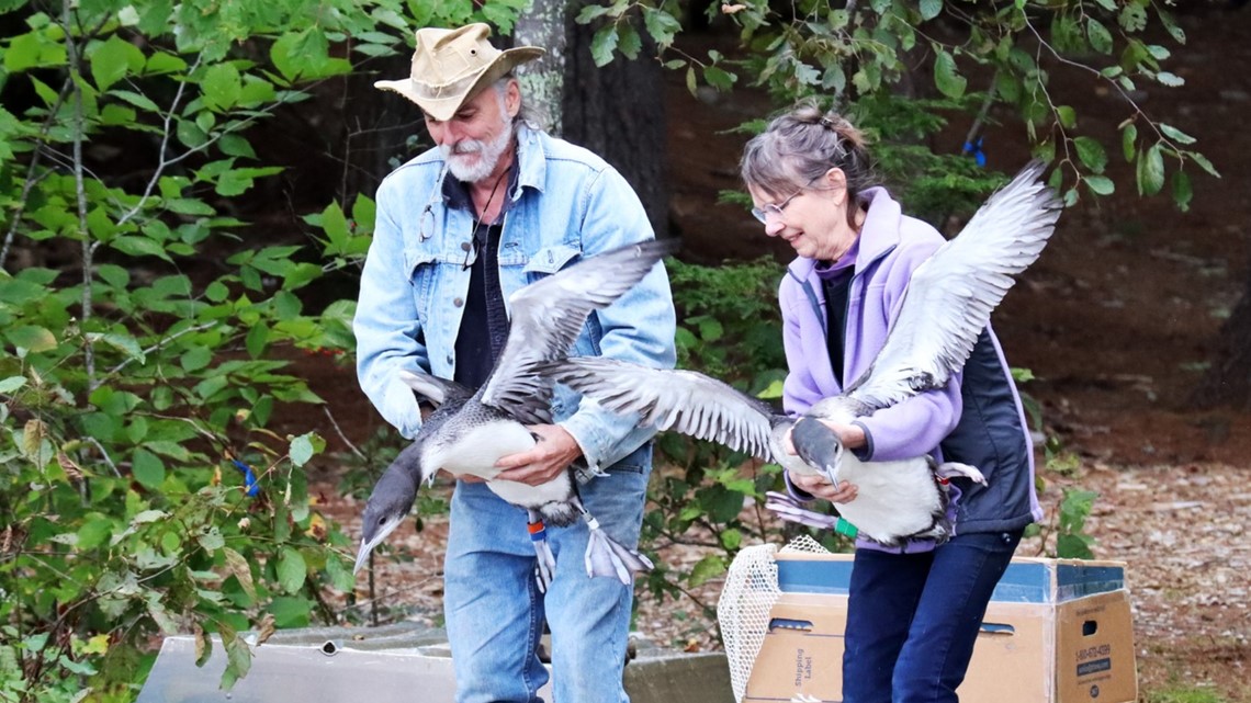 Loon chicks rescued months ago returned to Little Sebago Lake - Vimarsana News