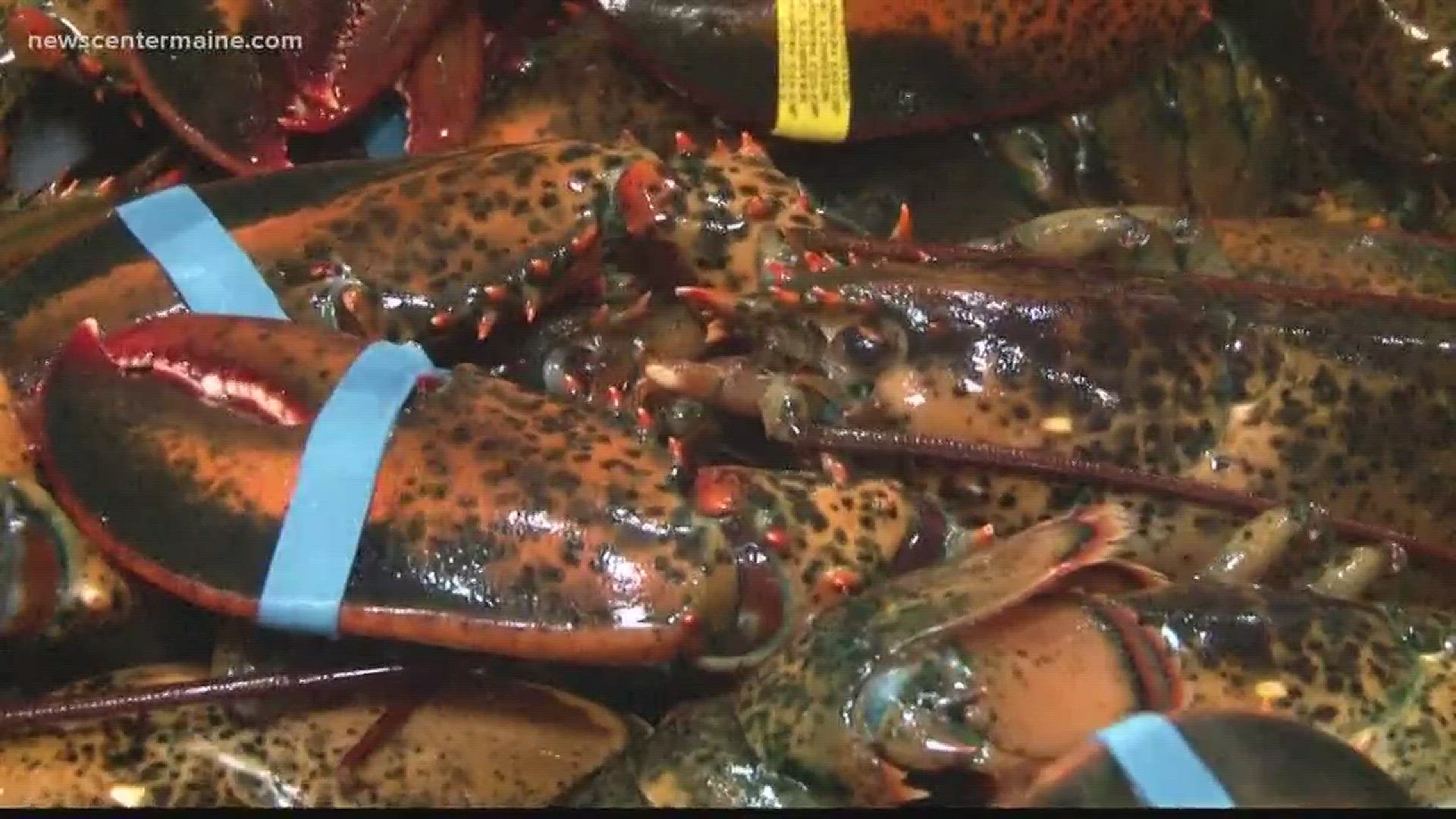 Year of the Lobster for Maine business