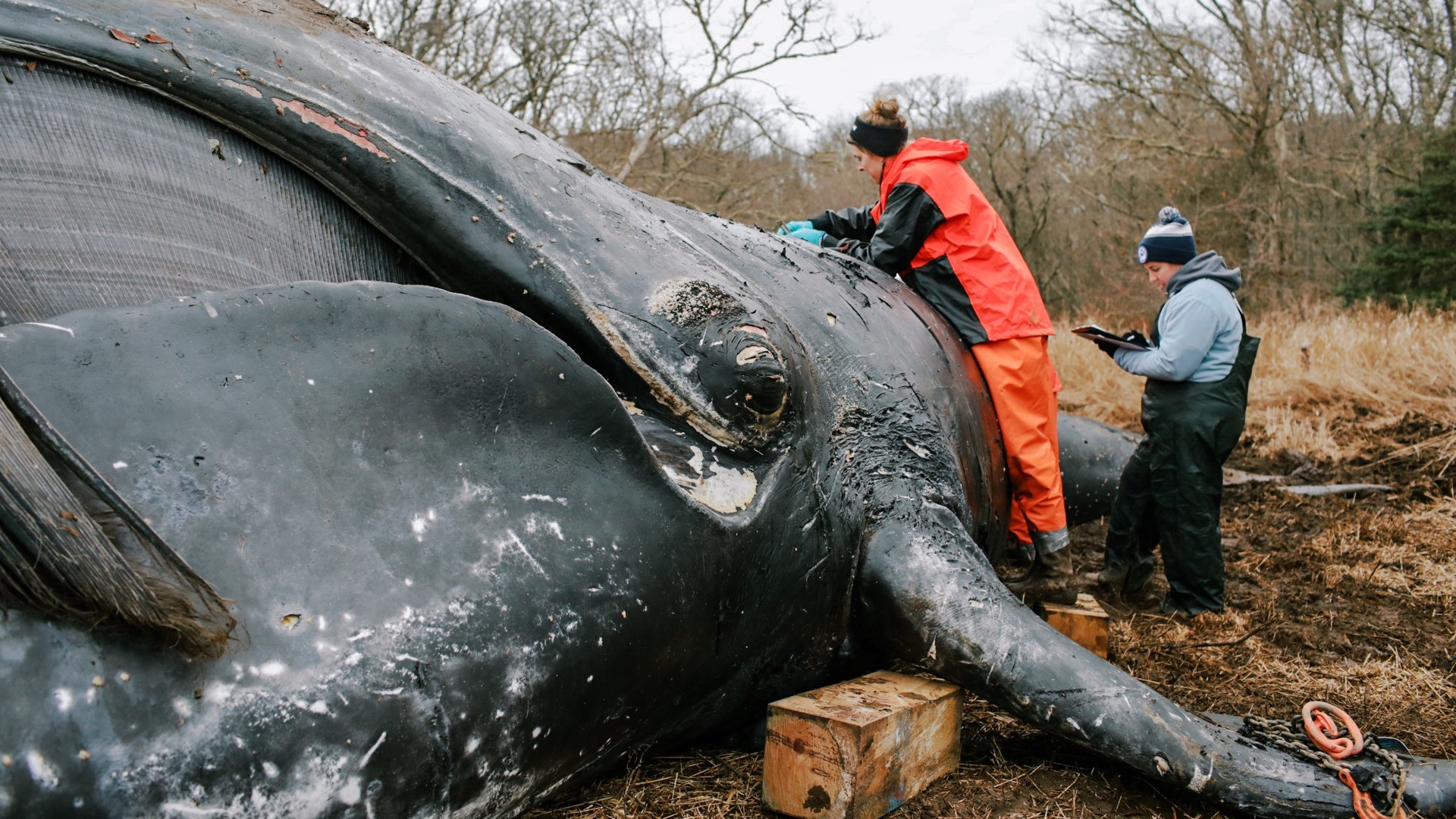 The whale, found on Martha's Vineyard in January, may have died from Maine lobster fishing gear. The industry has long debated over its risk to the whale.