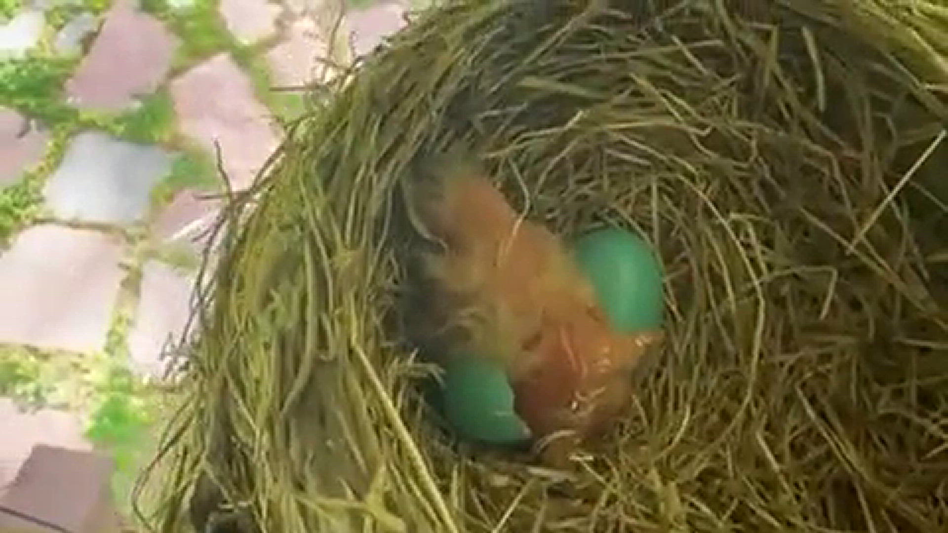 Baby robins coming out of their
shells.
Credit: Danny Williams