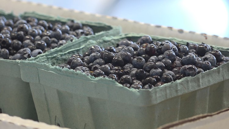 Wild blueberry harvest in Maine suffered in this year’s drought