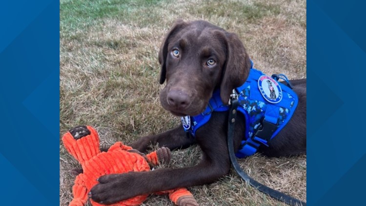 Meet Baxter, Maine's first 'comfort dog' to support first responders