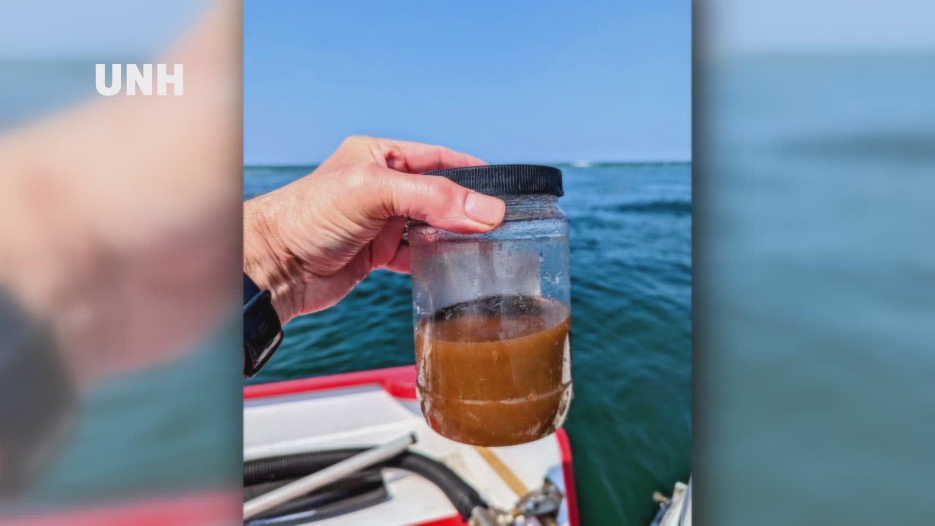 The bloom extends from Penobscot Bay to Martha's Vineyard and scientists warn of potential environmental harm once the algae dies.