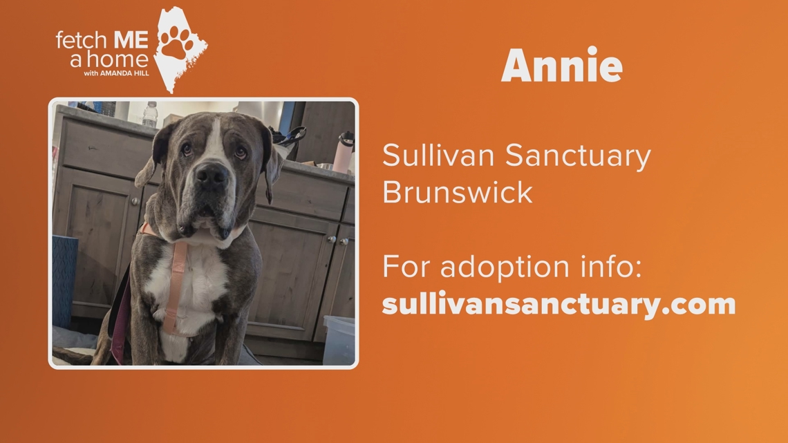 Meet Annie: A survivor in search of a forever home