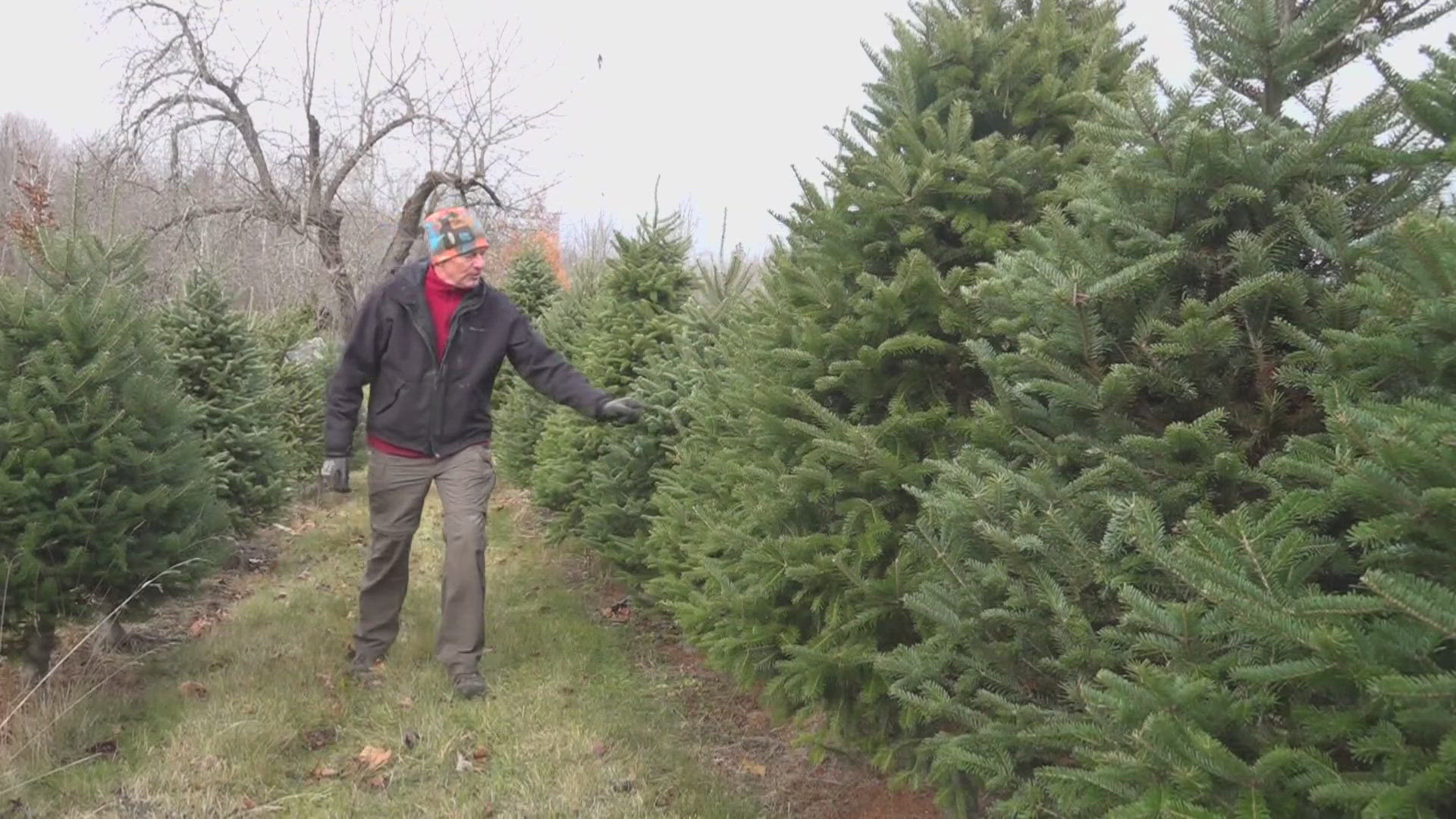 newscentermaine.com - Drew Peters - Maine celebrates Christmas Tree Day as local farms gear up for the season