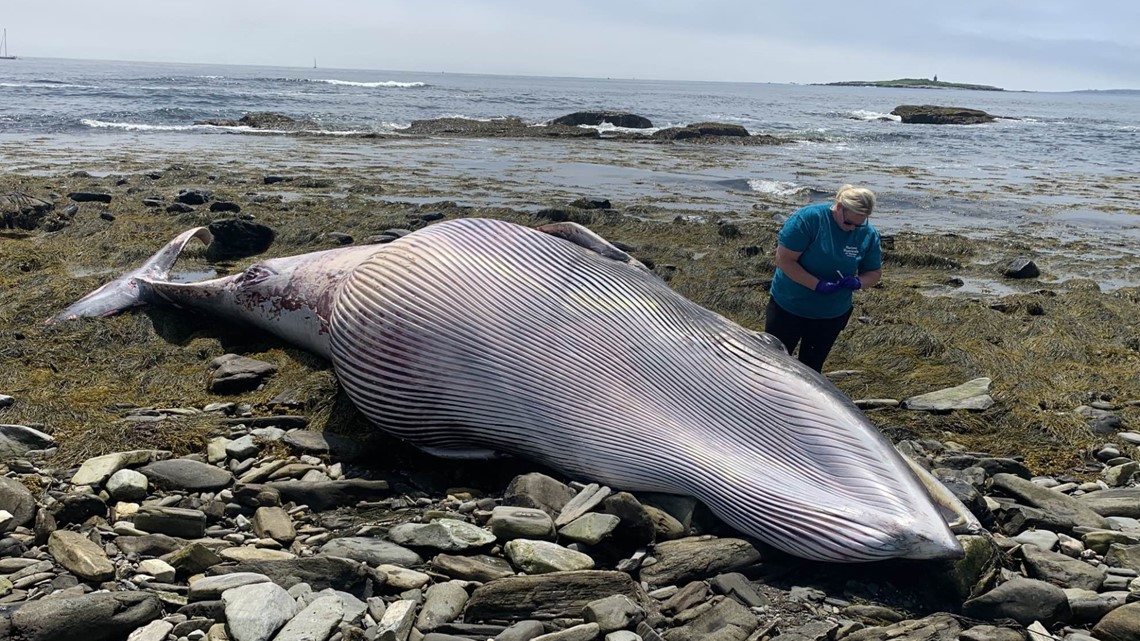 Dead whale that beached itself in Maine goes missing after storm
