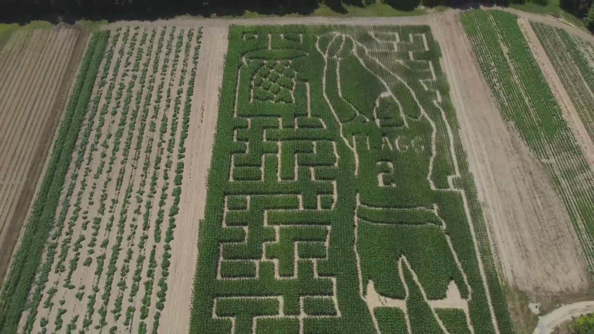 The farm that Cooper Flagg used to pick peas at as a kid is finding a unique way to honor their hometown hero... and it involves thousands of stalks of corn.